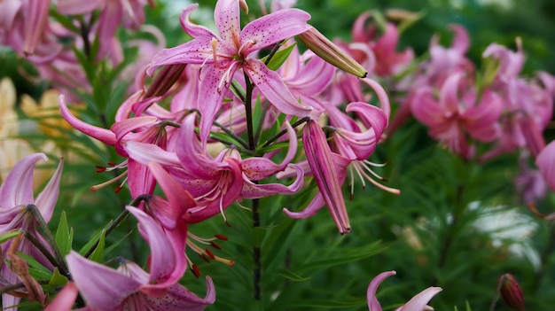 Fleurs de lys roses dans le jardin.