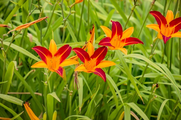 Fleurs de lys rouge jaune