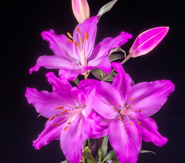 Fleurs de lys violet rétroéclairé sur fond noir.