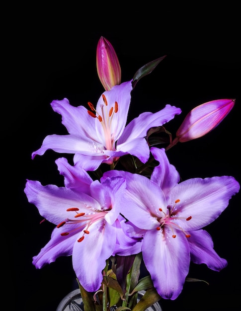 Fleurs de lys violet rétroéclairé sur fond noir.