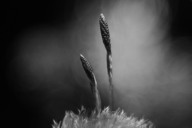 Fleurs macro fond nature sauvage