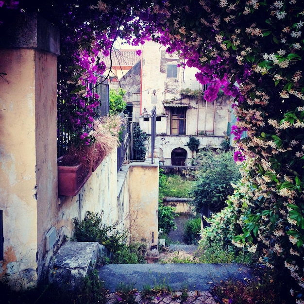 Fleurs magenta en forme d'arc sous les marches du bâtiment