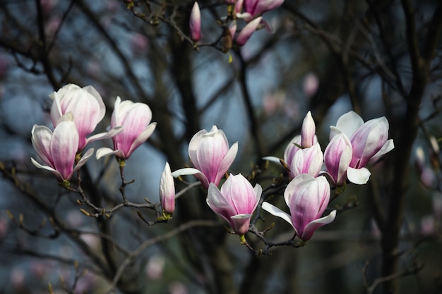 Photo fleurs de magnolia au printemps