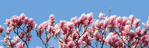 Fleurs de magnolia au printemps