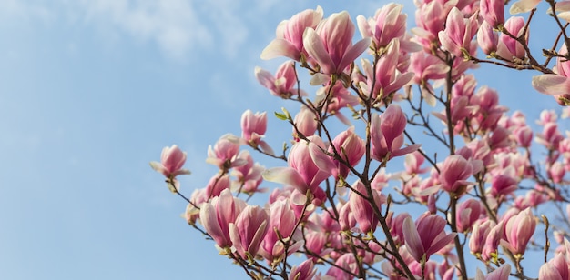 Fleurs de magnolia au printemps