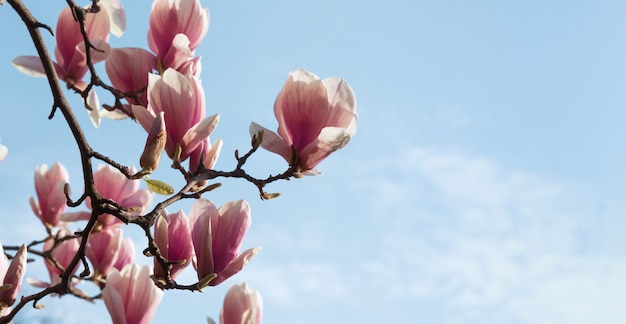 Fleurs de magnolia au printemps