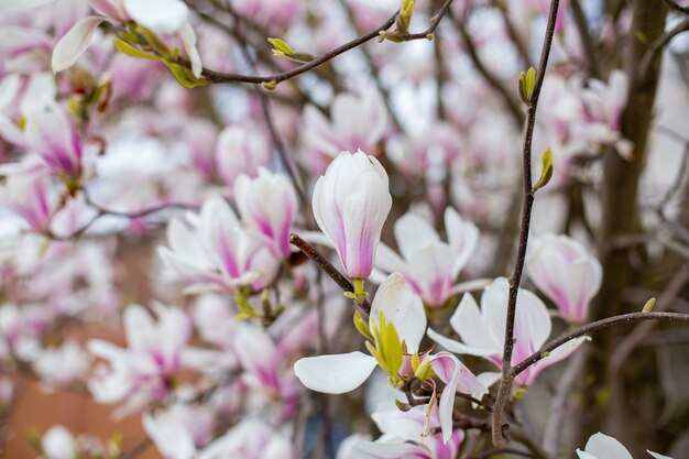 Fleurs de magnolia au printemps