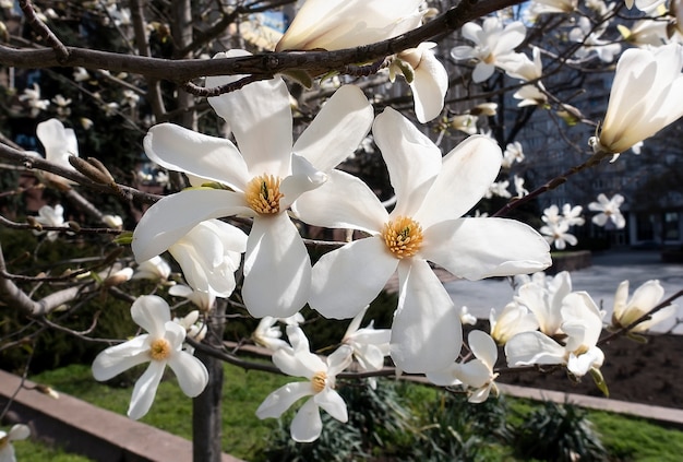 fleurs de magnolia blanc au printemps se bouchent