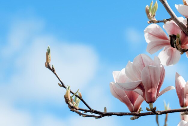 Fleurs de magnolia blanc et rose sur la branche contre le ciel bleu par une chaude journée ensoleillée de printemps