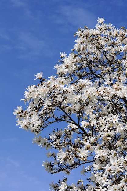 Fleurs de magnolia blanc.