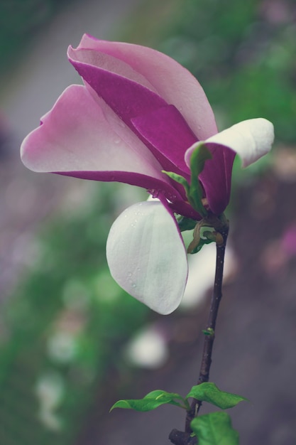 fleurs de magnolia sur les branches d'arbres