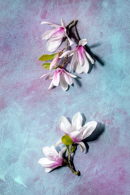 Fleurs de magnolia avec des feuilles