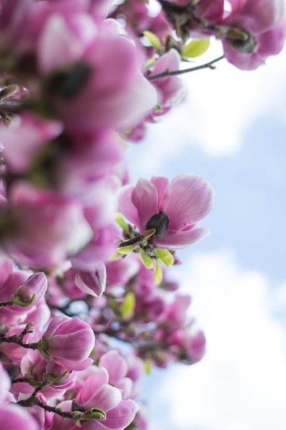 Les fleurs de magnolia fleurissent au printemps