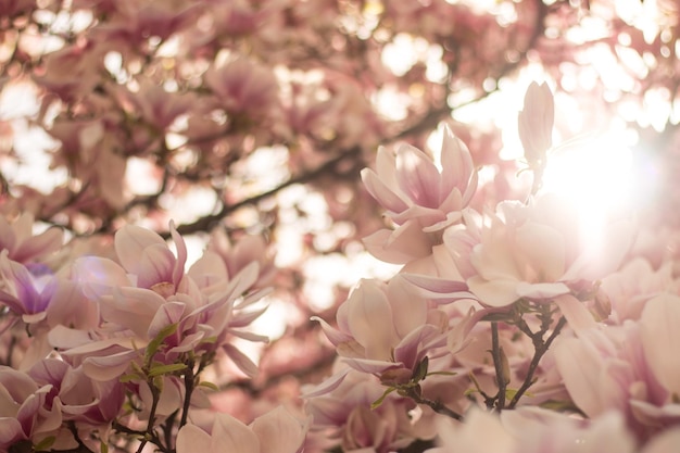 Les fleurs de magnolia fleurissent au printemps