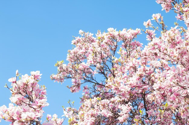 Fleurs de magnolia fleurissent dans le ciel bleu du printemps