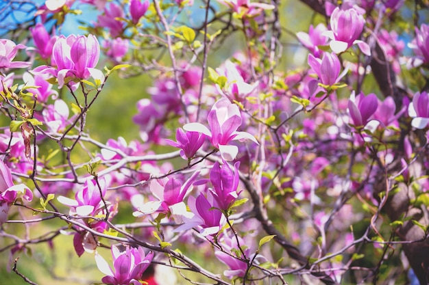 Fleurs de magnolia en fleurs. Fond de printemps