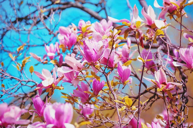 Fleurs de magnolia en fleurs Fond de printemps