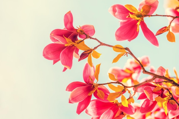 Fleurs de magnolia en fleurs vintage contre le ciel bleu