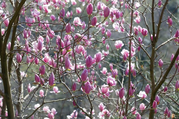 Fleurs de magnolia sur la lumière du soleil dans le jardin de printemps