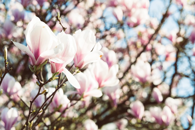 Fleurs de Magnolia en pleine floraison