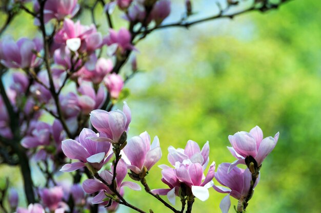 Fleurs de magnolia de printemps, fond floral doux abstrait naturel