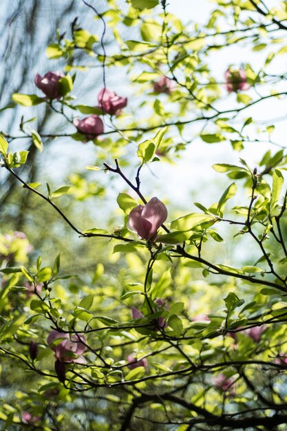 Fleurs de magnolia de printemps