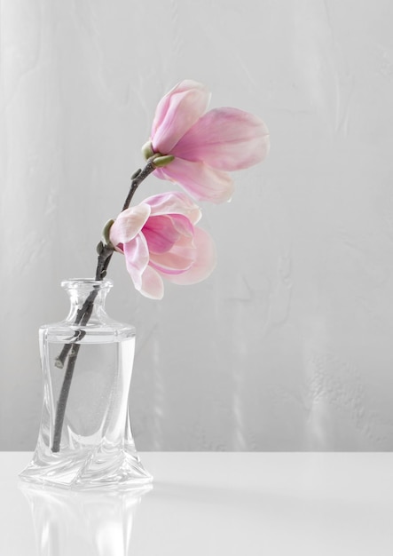 Fleurs de magnolia rose dans un vase en verre sur fond blanc
