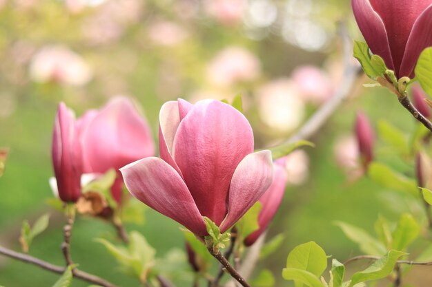 Les fleurs de magnolia roses de près fleurs élégantes et délicates