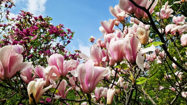 Les fleurs de magnolia roses se ferment L'arbre qui fleurit au printemps