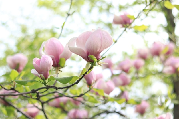 Les fleurs de magnolia roses se referment à l'arbre en fleurs au printemps Les fleurs d'magnolia sur une branche