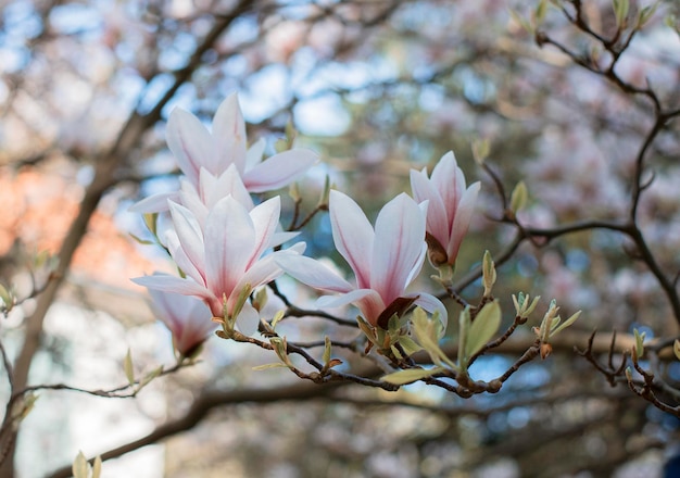 Fleurs de magnolia Trois fleurs