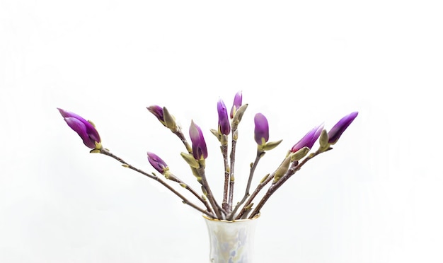 Fleurs de magnolia violet en fleurs dans un vase sur fond blanc