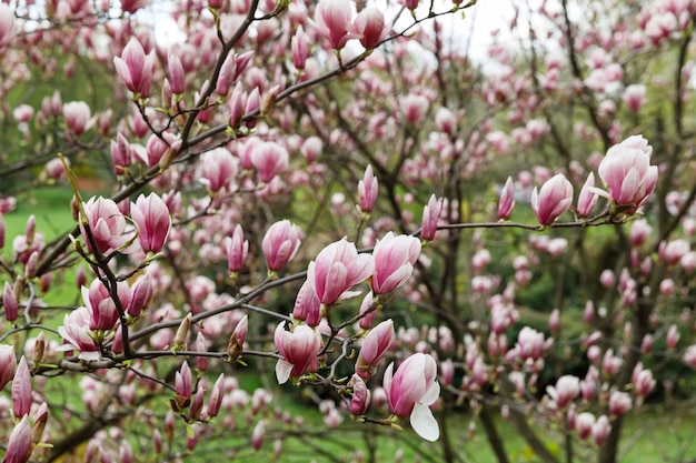 Fleurs de magnolia