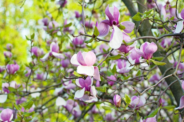 Fleurs de magnolia