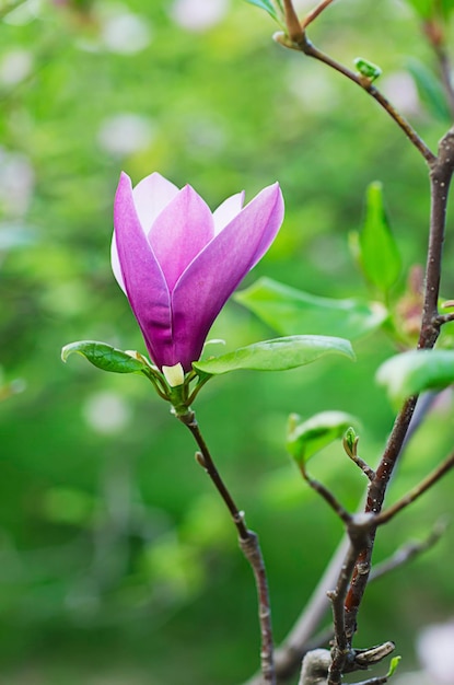 Fleurs de magnolia