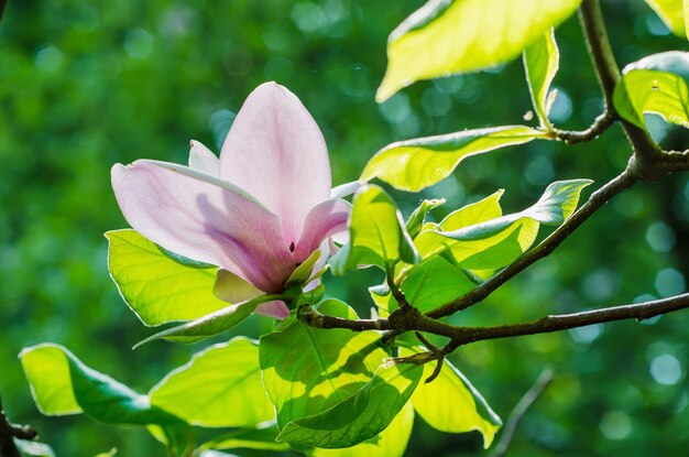 Fleurs de magnolia