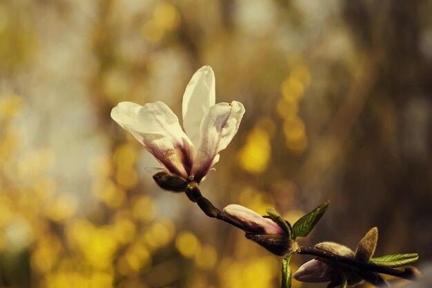 Fleurs de magnolia