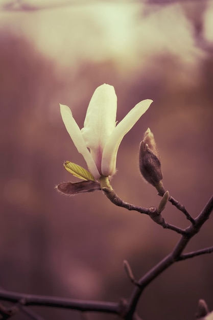 Fleurs de magnolia