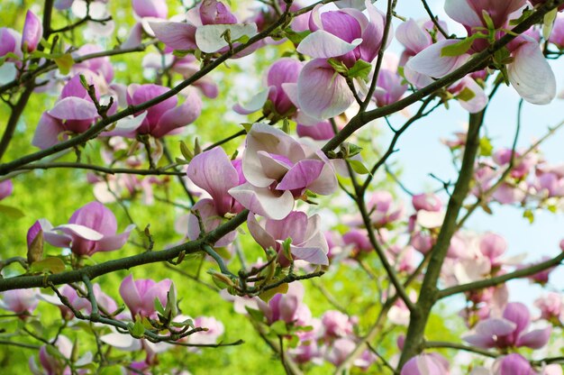 Fleurs de magnolia