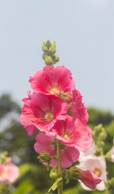 Fleurs de Malva rouge en fleurs dans le jardin.