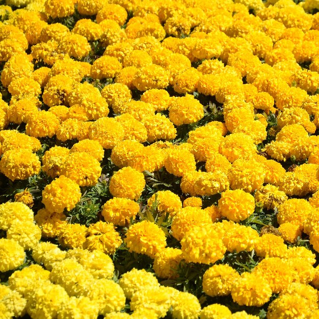 Des fleurs de margarite à l'arrière-plan de la nature dans le pré sous la lumière du soleil des fleurs de marguerite jaunes dans le