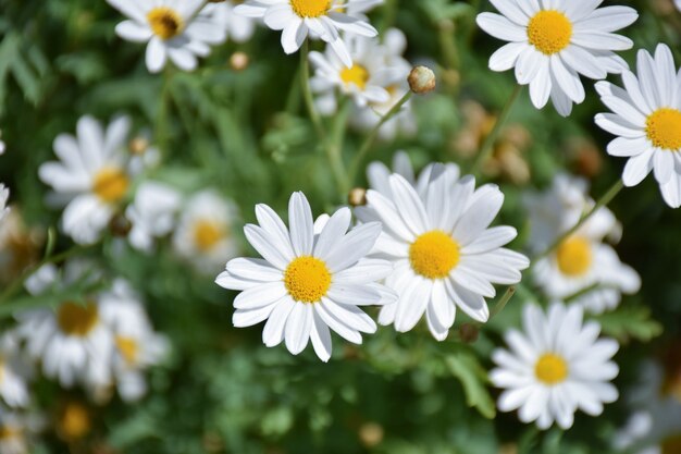 Fleurs de Marguerite blanche Close-up. Paysage d&#39;été Fleurs de camomille blanche.