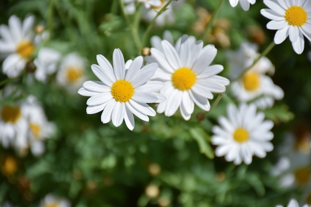 Fleurs de Marguerite blanche Close-up. Paysage d&#39;été Fleurs de camomille blanche.