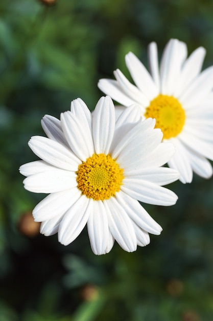 Fleurs de marguerite blanche fond camomille vue de dessus printemps natureflowers fond design moderne coloré