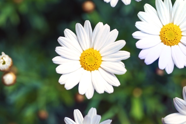 Fleurs de marguerite blanche fond camomille vue de dessus printemps natureflowers fond design moderne coloré