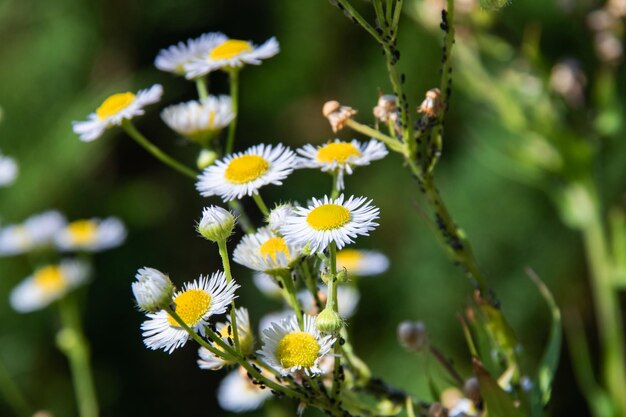 Fleurs de marguerite blanche sur fond de feuilles vertes