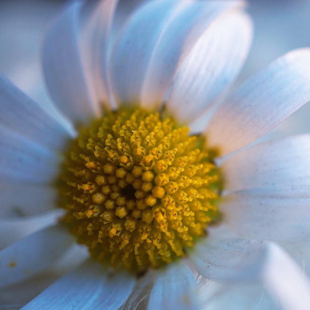 fleurs de marguerite blanche romantique décoratifs