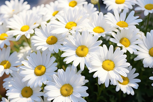 Fleurs de marguerite blanche