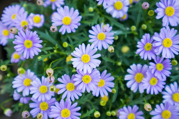 Fleurs de marguerite bleue