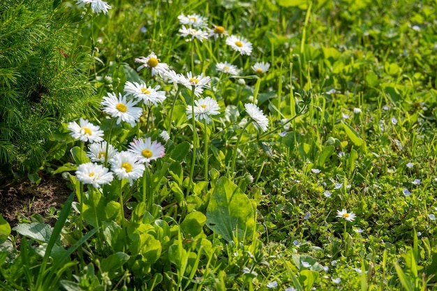 Fleurs de marguerite de camomille dans le jardin à la maison